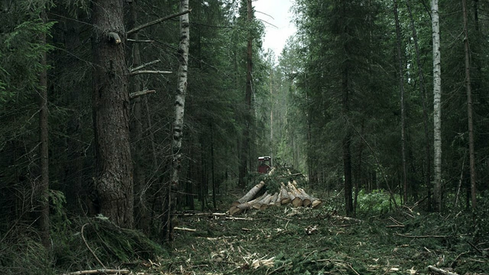 Кадр из фильма Лес