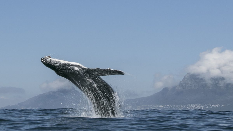 Наша Планета