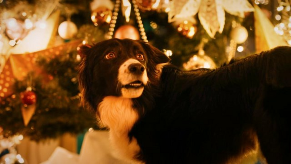 Моё собачье дело