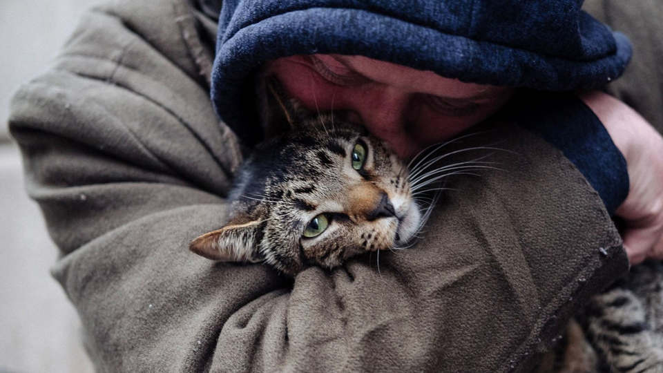 Котики